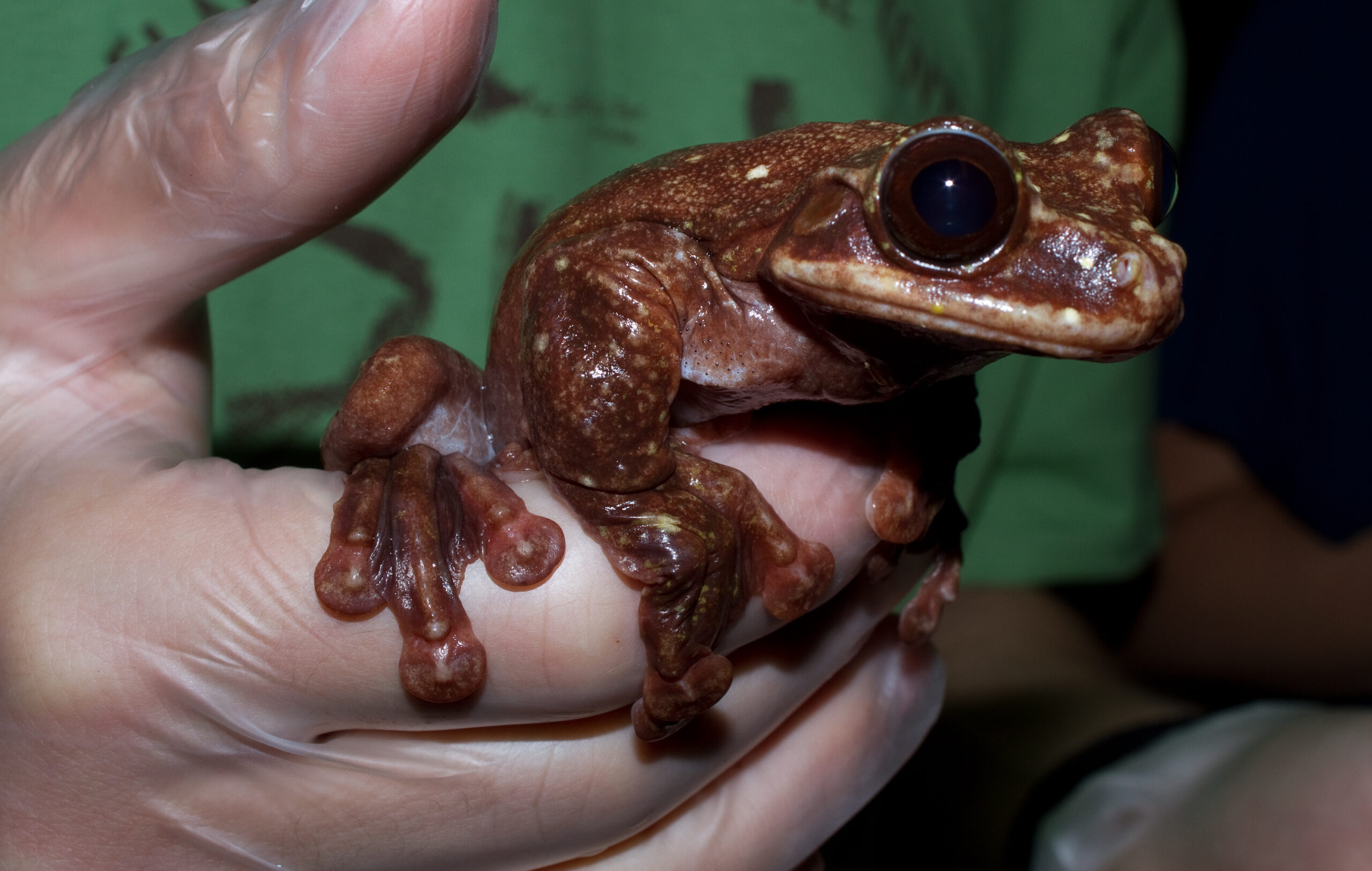 This adult male in the Atlanta Botanical Garden (named Toughie by his handlers) was the last known surviving member of its species until his death on September 26, 2016. Photo by Brian Gratwicke (CC BY 2.0)
